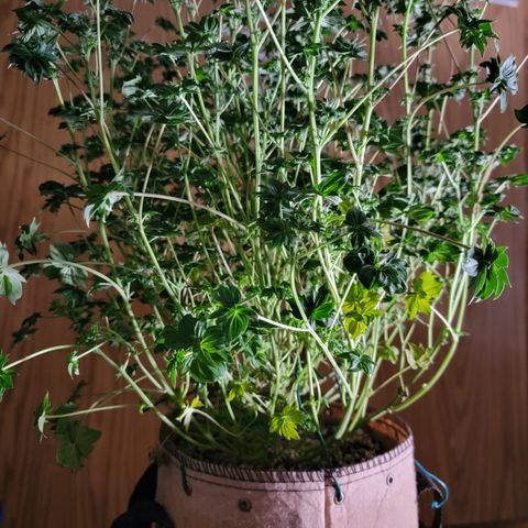 Drunken Bastard Pheno 1 growlog timeline photo