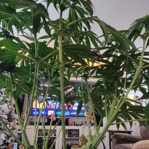 Drunken Bastard Pheno 1 growlog timeline photo