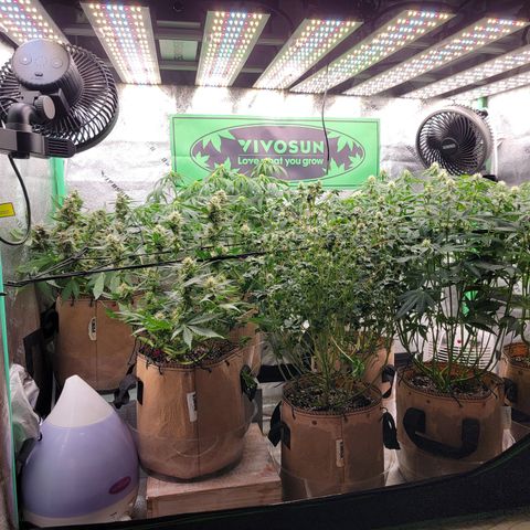 Kz x Amp x RL High CBD '23 DOC growlog timeline photo