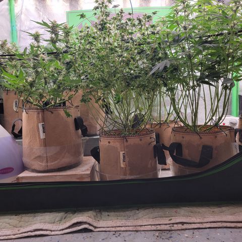 Kz x Amp x RL High CBD '23 DOC growlog timeline photo