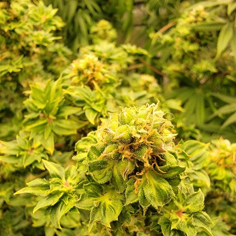 Drunken Bastard Pheno 1 growlog timeline photo