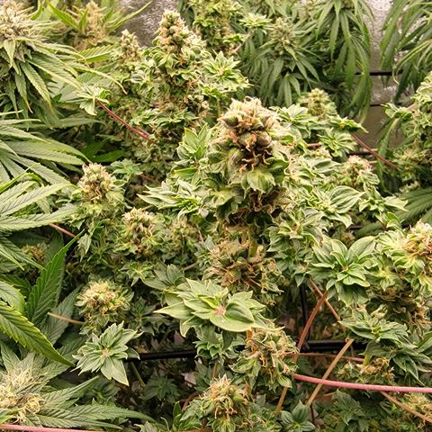 Drunken Bastard Pheno 1 growlog timeline photo