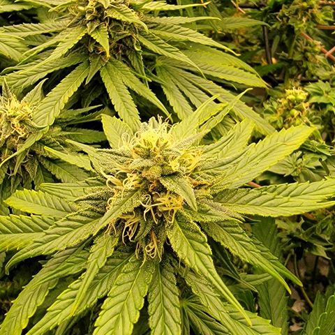 Good Will Shark CBD 1:1 '23 DOC growlog timeline photo