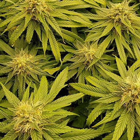 Good Will Shark CBD 1:1 '23 DOC growlog timeline photo