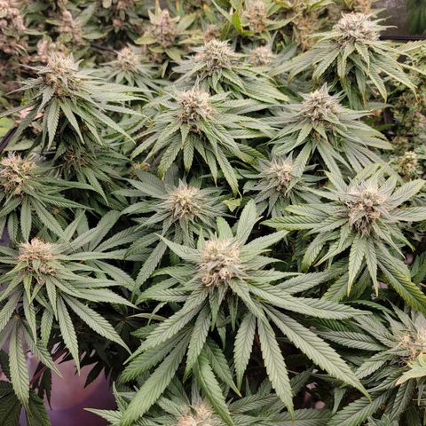 Good Will Shark CBD 1:1 '23 DOC growlog timeline photo