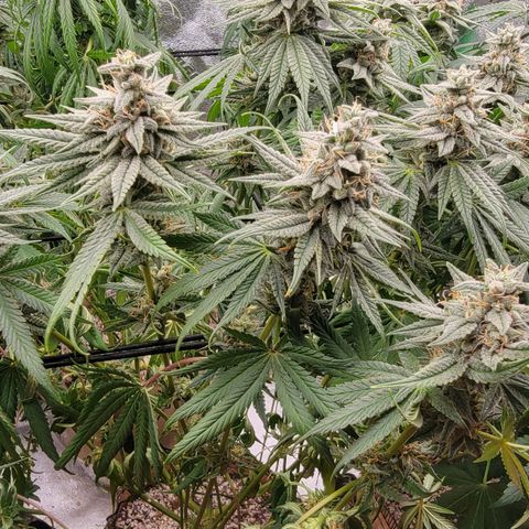 Gopher Glue '23 DOC growlog timeline photo