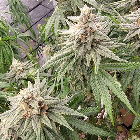 Gopher Glue '23 DOC growlog timeline photo