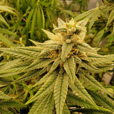 Gopher Glue '23 DOC growlog timeline photo