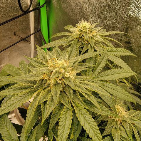 Pussy Wagon '23 DOC growlog timeline photo