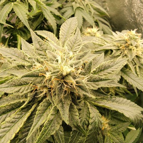 Pussy Wagon '23 DOC growlog timeline photo