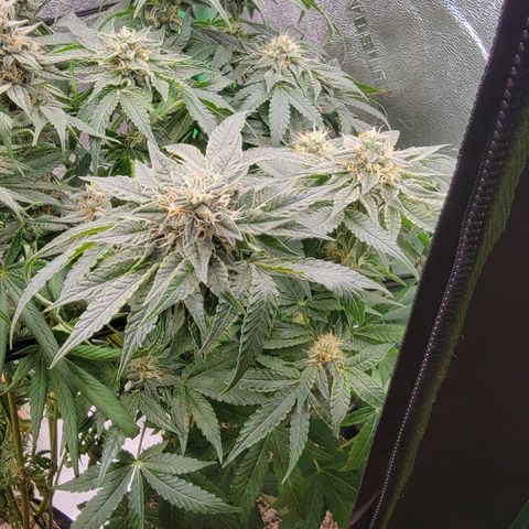 Pussy Wagon '23 DOC growlog timeline photo
