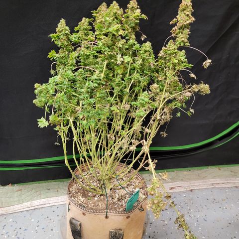 Drunken Bastard Pheno 1 growlog timeline photo