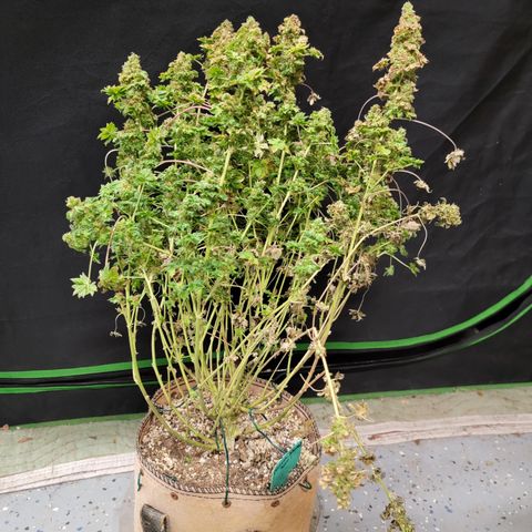 Drunken Bastard Pheno 1 growlog timeline photo