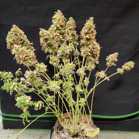 Gopher Glue '23 DOC growlog timeline photo