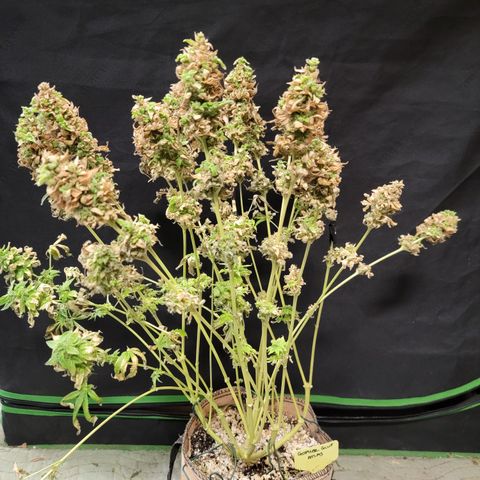 Gopher Glue '23 DOC growlog timeline photo