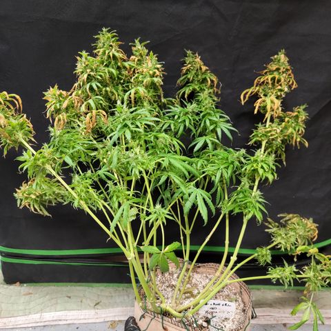 Kz x Amp x RL High CBD '23 DOC growlog timeline photo