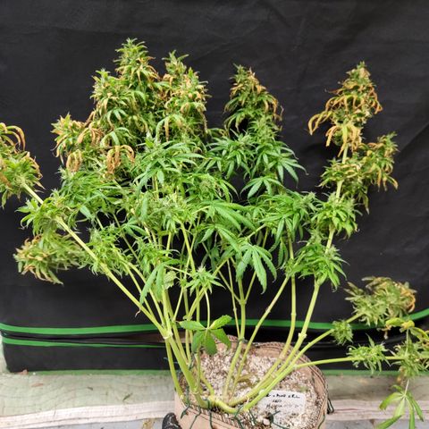 Kz x Amp x RL High CBD '23 DOC growlog timeline photo