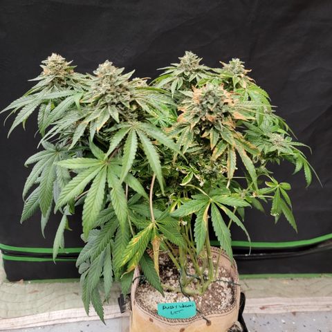 Pussy Wagon '23 DOC growlog timeline photo