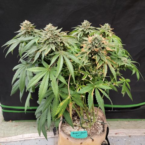 Pussy Wagon '23 DOC growlog timeline photo
