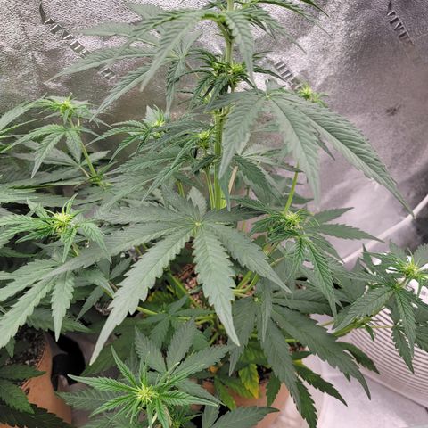 Critical Purple '24 DOC growlog timeline photo