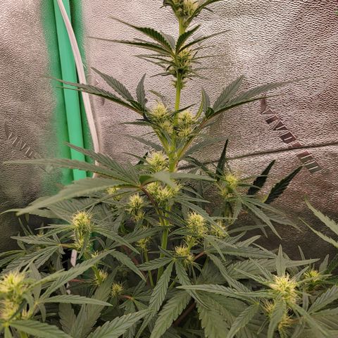 Fog Dog '24 DOC growlog timeline photo