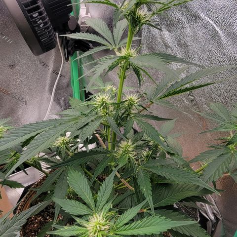Froot By The Foot '24 DOC growlog timeline photo