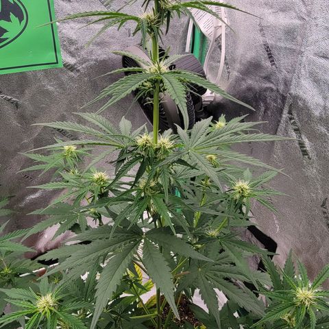 Critical Purple '24 DOC growlog timeline photo