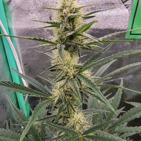 Fog Dog '24 DOC growlog timeline photo