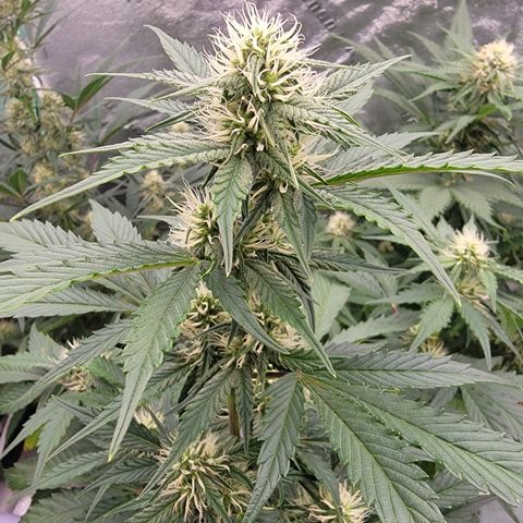 Froot By The Foot '24 DOC growlog timeline photo