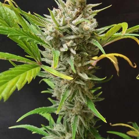 Fog Dog '24 DOC growlog timeline photo