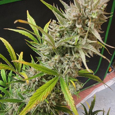 Fog Dog '24 DOC growlog timeline photo