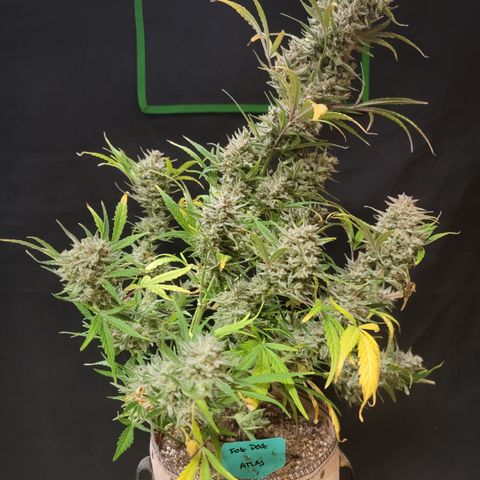 Fog Dog '24 DOC growlog timeline photo