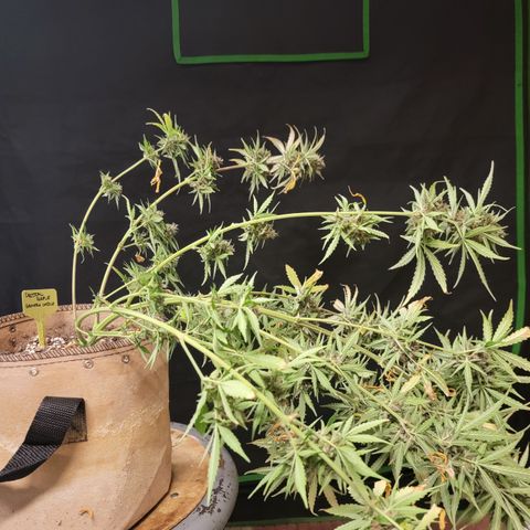 Critical Purple '24 DOC growlog timeline photo