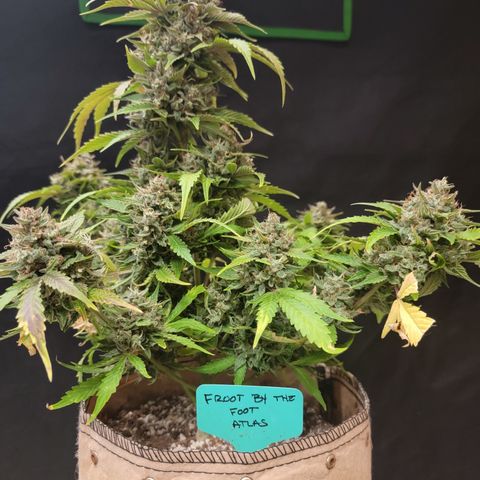 Froot By The Foot '24 DOC growlog timeline photo