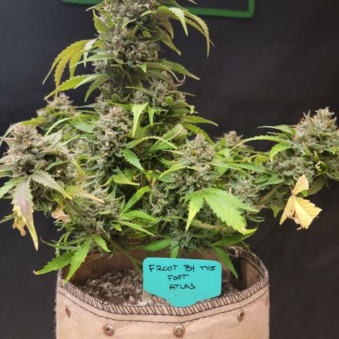 Froot By The Foot '24 DOC growlog timeline photo