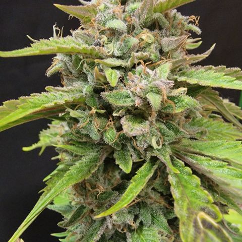 Froot By The Foot '24 DOC growlog timeline photo