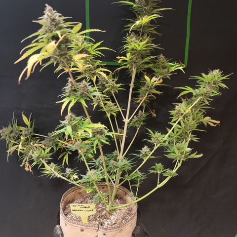 Critical Purple '24 DOC growlog timeline photo