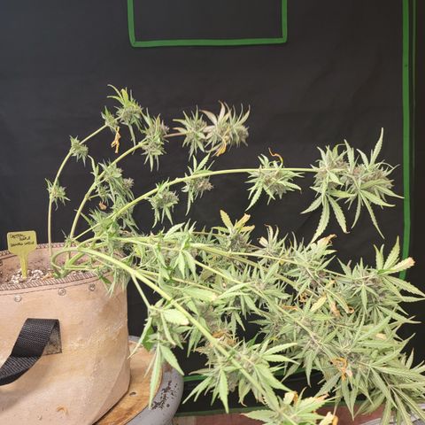 Critical Purple '24 DOC growlog timeline photo