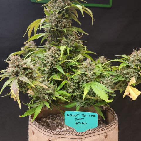 Froot By The Foot '24 DOC growlog timeline photo