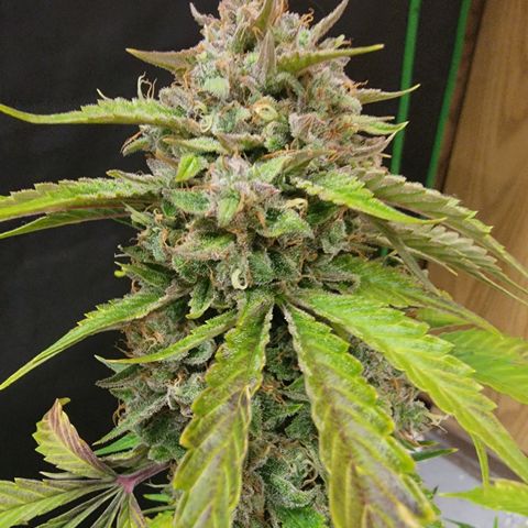 Froot By The Foot '24 DOC growlog timeline photo