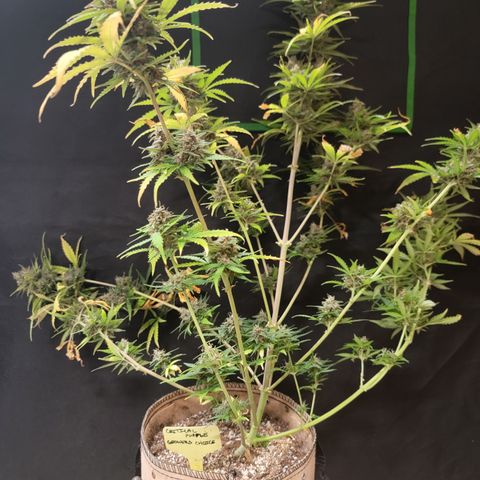 Critical Purple '24 DOC growlog timeline photo
