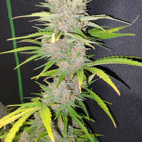 Critical Purple '24 DOC growlog timeline photo