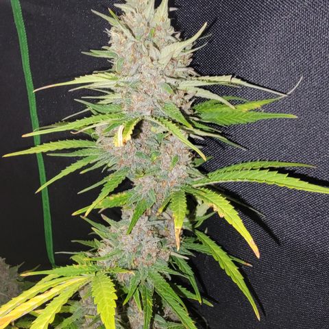 Critical Purple '24 DOC growlog timeline photo
