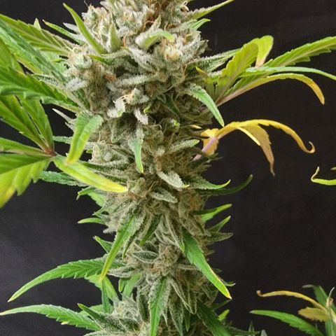 Fog Dog '24 DOC growlog timeline photo