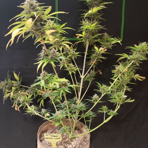 Critical Purple '24 DOC growlog timeline photo