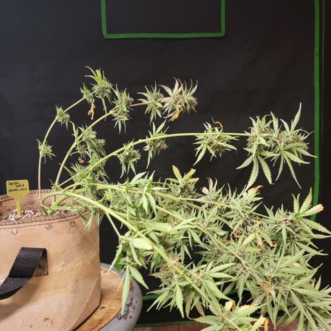 Critical Purple '24 DOC growlog timeline photo
