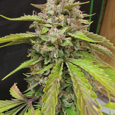 Froot By The Foot '24 DOC growlog timeline photo
