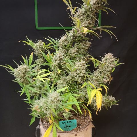 Fog Dog '24 DOC growlog timeline photo