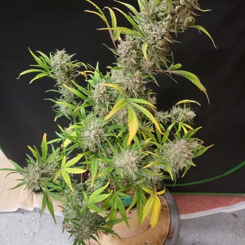 Fog Dog '24 DOC growlog timeline photo