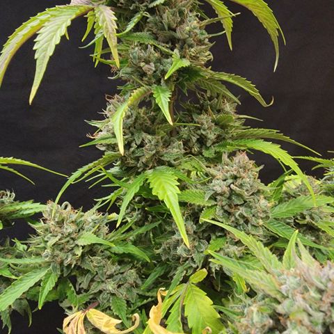 Froot By The Foot '24 DOC growlog timeline photo
